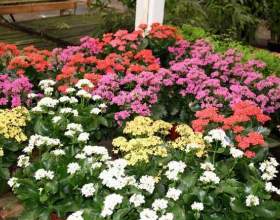 �������� фото