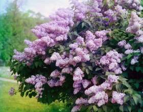 �������� �������� �� ������� фото
