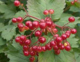 ������. � ��� ���������� � ����� фото