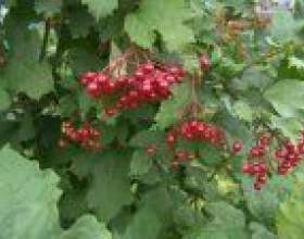 ������ �������� (viburnum opulus l.) фото