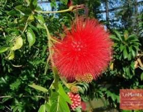 ��������� ���������������� (��������� ����������) фото
