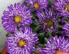 ���������� ���������� ���� фото