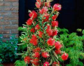����������� фото