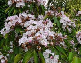 ������ фото