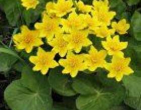 ��������� (caltha) фото
