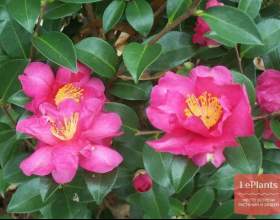 ������ ����������� (������ ������, ��������) фото