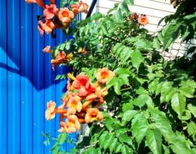 ������� - ����������� ������� �����! фото