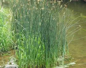 ����� ������� (������������ �������) фото