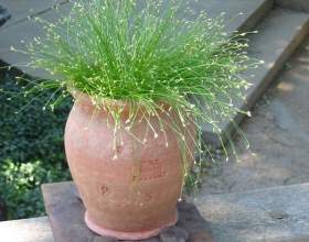 ����� �������� (������� ��������) фото