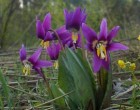������ (���������) фото