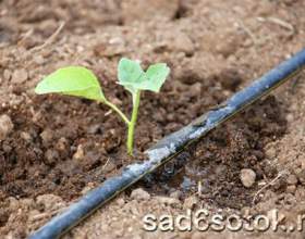 ��������� �������� - �������� � ������! фото