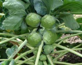 ������� ������������ (brassiga gemmifora) фото