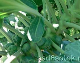 ������� ������������ - ���������� ����������� фото