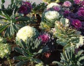 ������� ������� - ���������� ������� фото