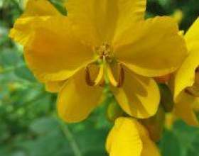 ����: ������, ����������� фото