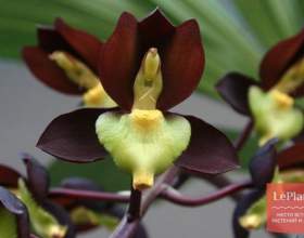 ��������� �������� (��������� ������) фото