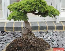 ���� �������������� (���� ��������) фото