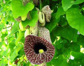 ��������. ����������� � ������ фото