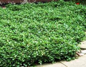 ��������� � ������������ ������� фото