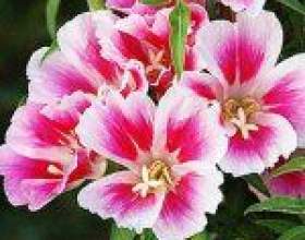 ������ ��������� (clarkia elegans) фото