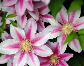 �������� - ���������� ��� &laquo;�������&raquo; фото