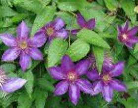 ���������. ������ ��������� фото