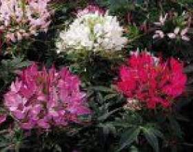 ������ ������� (cleome spinosa) фото