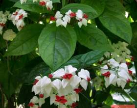 ������������ ������ фото