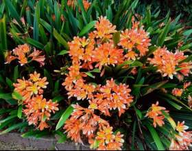 ������ фото