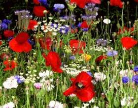 ������ �� ����� ��� ��������� ������ фото