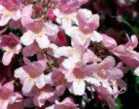 ��������� - ������������ � ���������. фото
