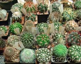 �������� ������� фото