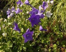 ��������: �����������, ����������� фото