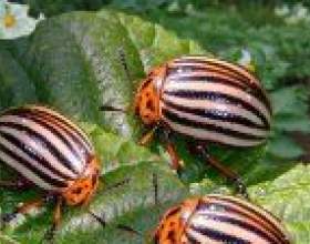 ������������ ����������� ��� фото