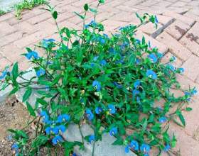 �������� фото