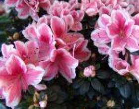 ʳ������ ������� � ������� ��� фото