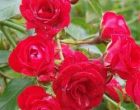 ʳ������ �������. ������ �� ��������� ��������� фото