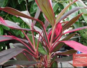 ��������� ������ (��������� ����������) фото
