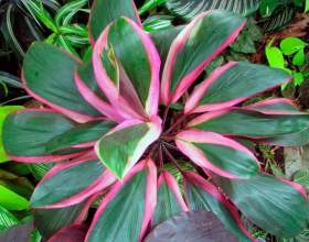 ��������� фото