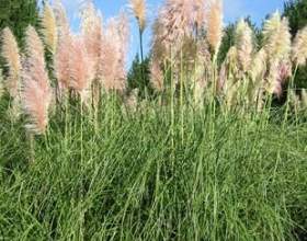 ��������� - ������ �� � ��������� �����? фото