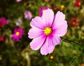������ фото
