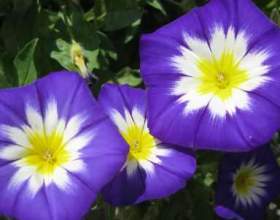 ������� ������: ������� � ������ фото