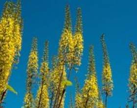 �������: ���� ����� фото