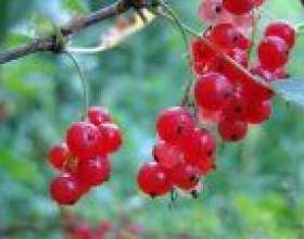 ������� ��������� ��� ����� ��������� фото