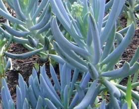���������� ������ (��������� ������) фото