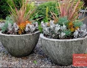 ���������� ������������ фото