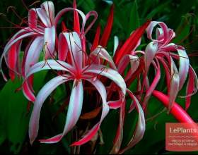 ������ ������� фото