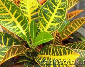 ������� - ����������� � ������ фото