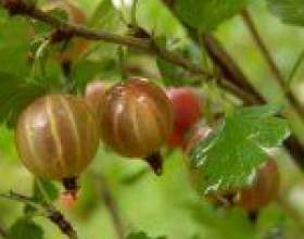�����: ������� ���������� ������� фото