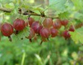 ����� � ���� фото